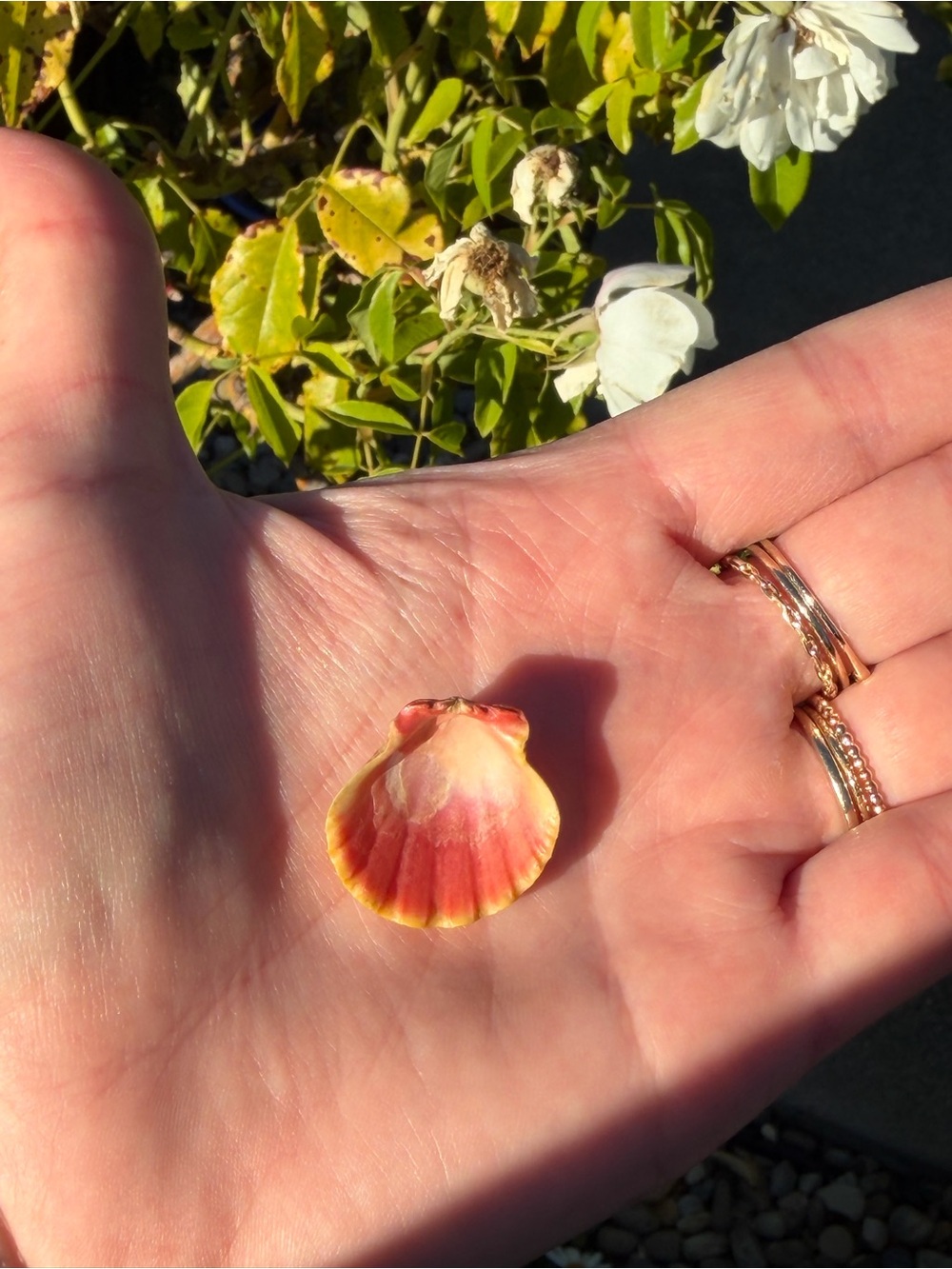 Sunrise shell - Picture 5 of 5